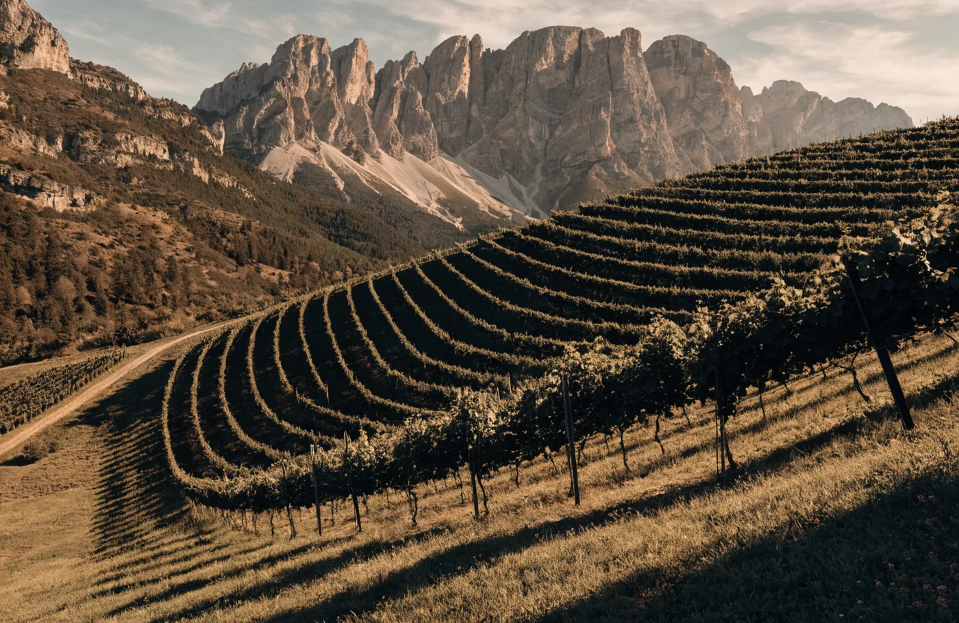 Weinberge Südtirol